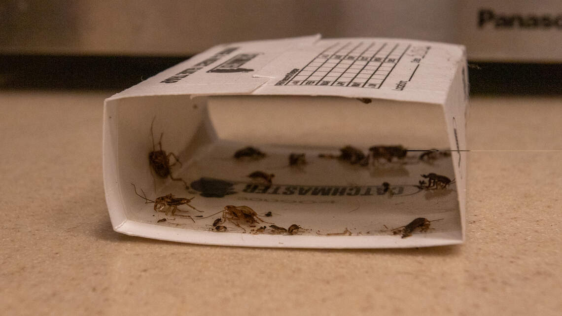 Residents of SLO County affordable housing face eviction amid roach infestation