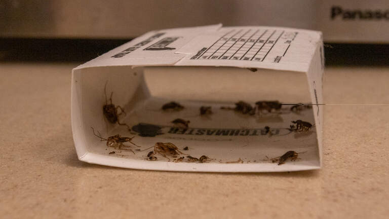 Residents of SLO County affordable housing face eviction amid roach infestation