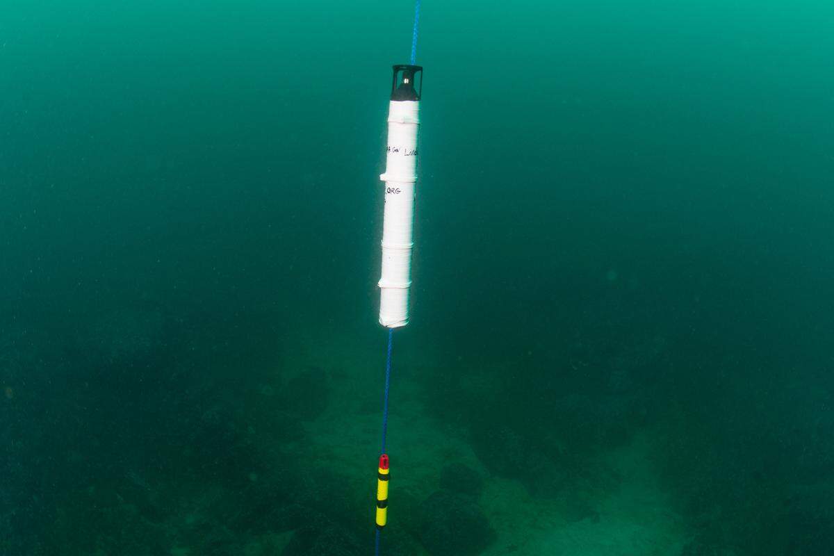 A sound recorder (top, white) and temperature sensor (bottom, yellow) after deployment in 20 meters of water off Point Estero on July 12, 2023.