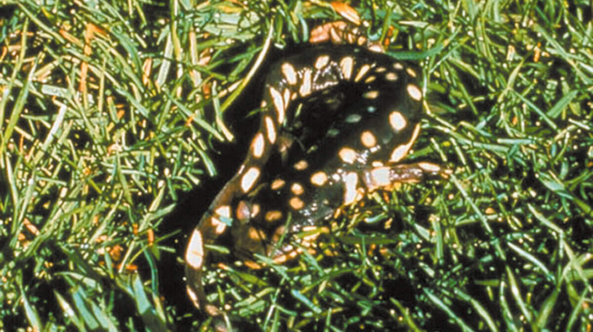 Tiger salamander