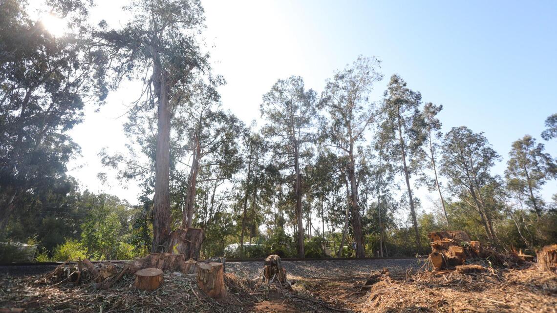 Landowner cut down trees near Pismo Beach butterfly grove. Here’s why experts are worried