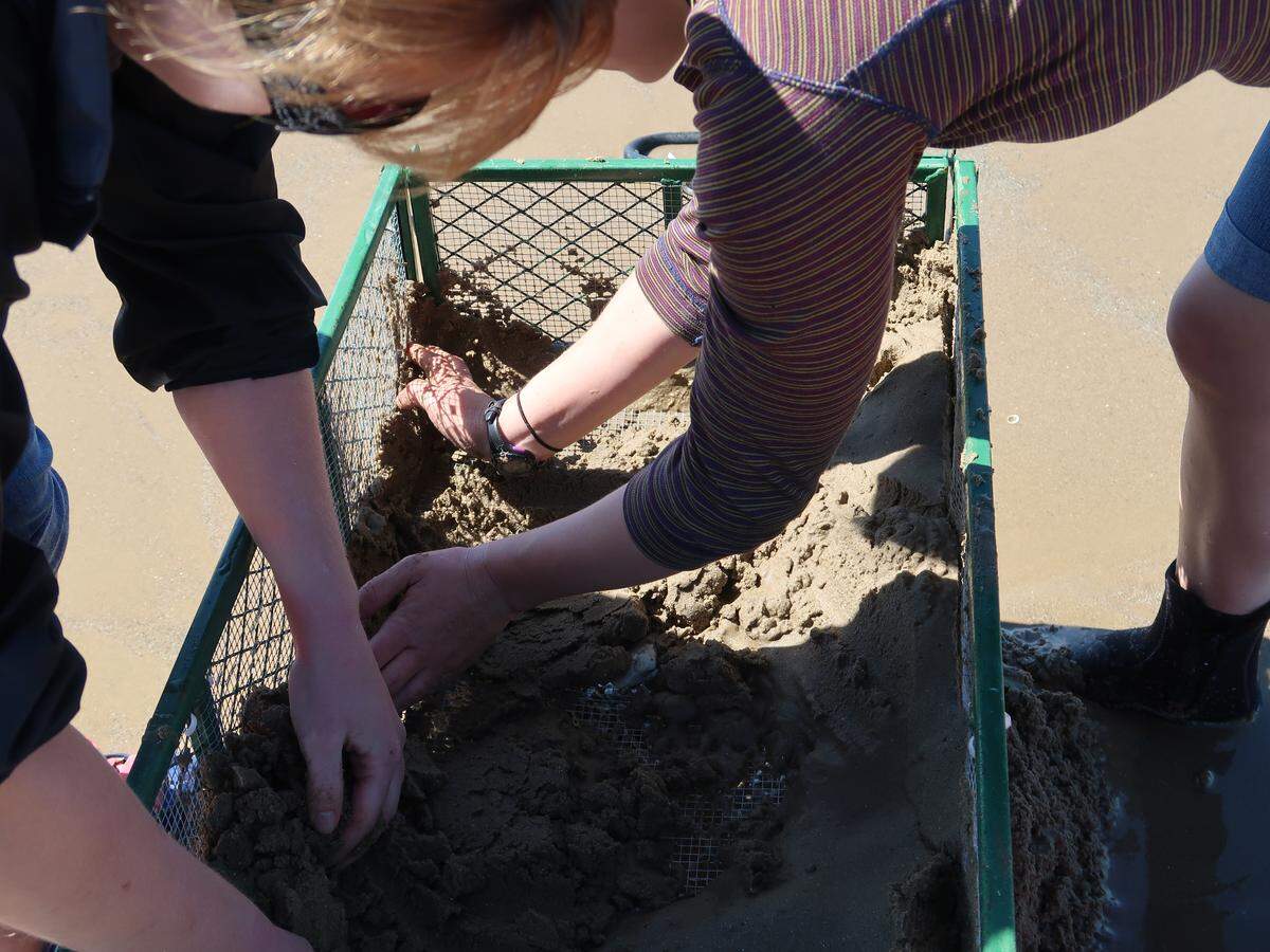 Cal Poly graduate student Alexandra Marquardt, right, sifts a cart of sand with fellow grad student Ashley Anne Wilson to find the Pismo clams that she is measuring and examining for her thesis.