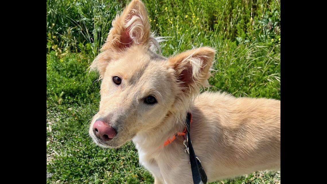 Phoenix the playful dog has enthusiasm and ‘elfin charm.’ She needs a new home