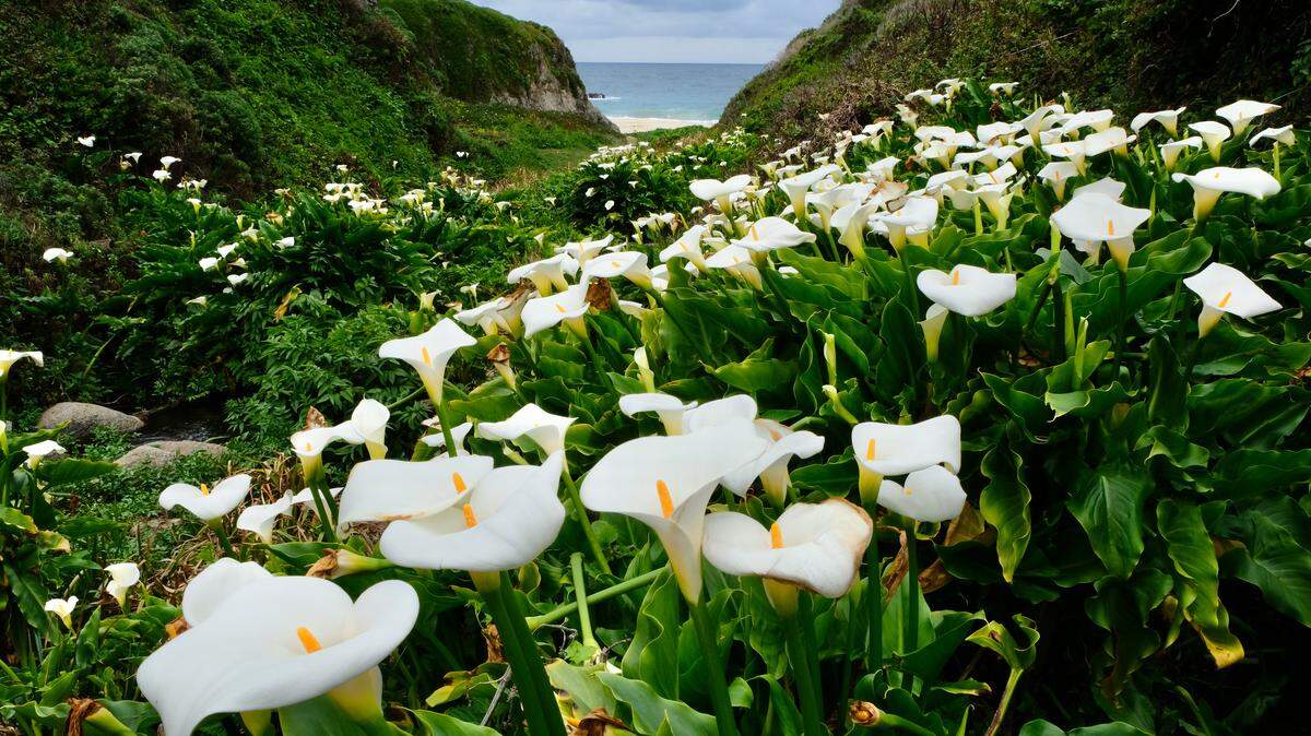 Flowers bloom at Calla Lilly Valley in Garrapata State Park.