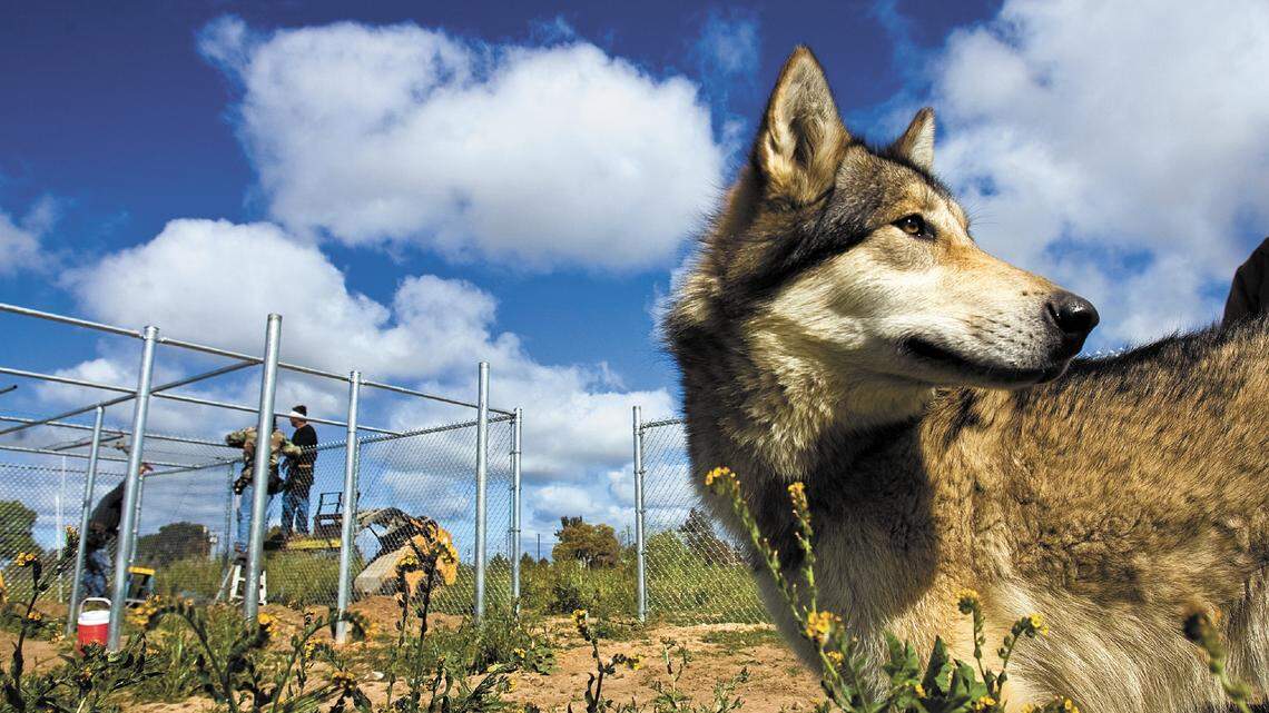 Nikki, a 4-year-old hybrid wolf, is seen at the WHAR Wolf Rescue near the Paso Robles Municipal Airport in 2010. A staff member was attacked by a wolf-dog hybrid at the facility on June 22, 2018, according to the San Luis Obispo County Health Agency.
