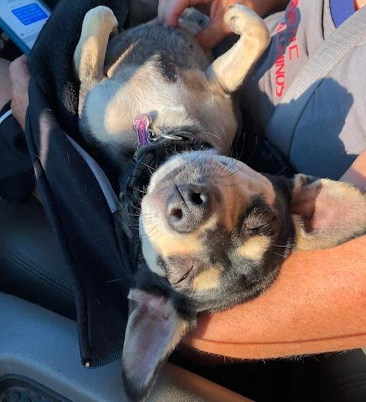Sophie, a Chihuahua mix, went missing after her owners were involved in a car crash in Paso Robles. Area neighbors found her five days after the crash.