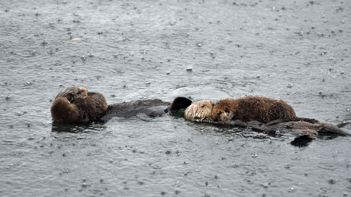 Otters floating in the rain.