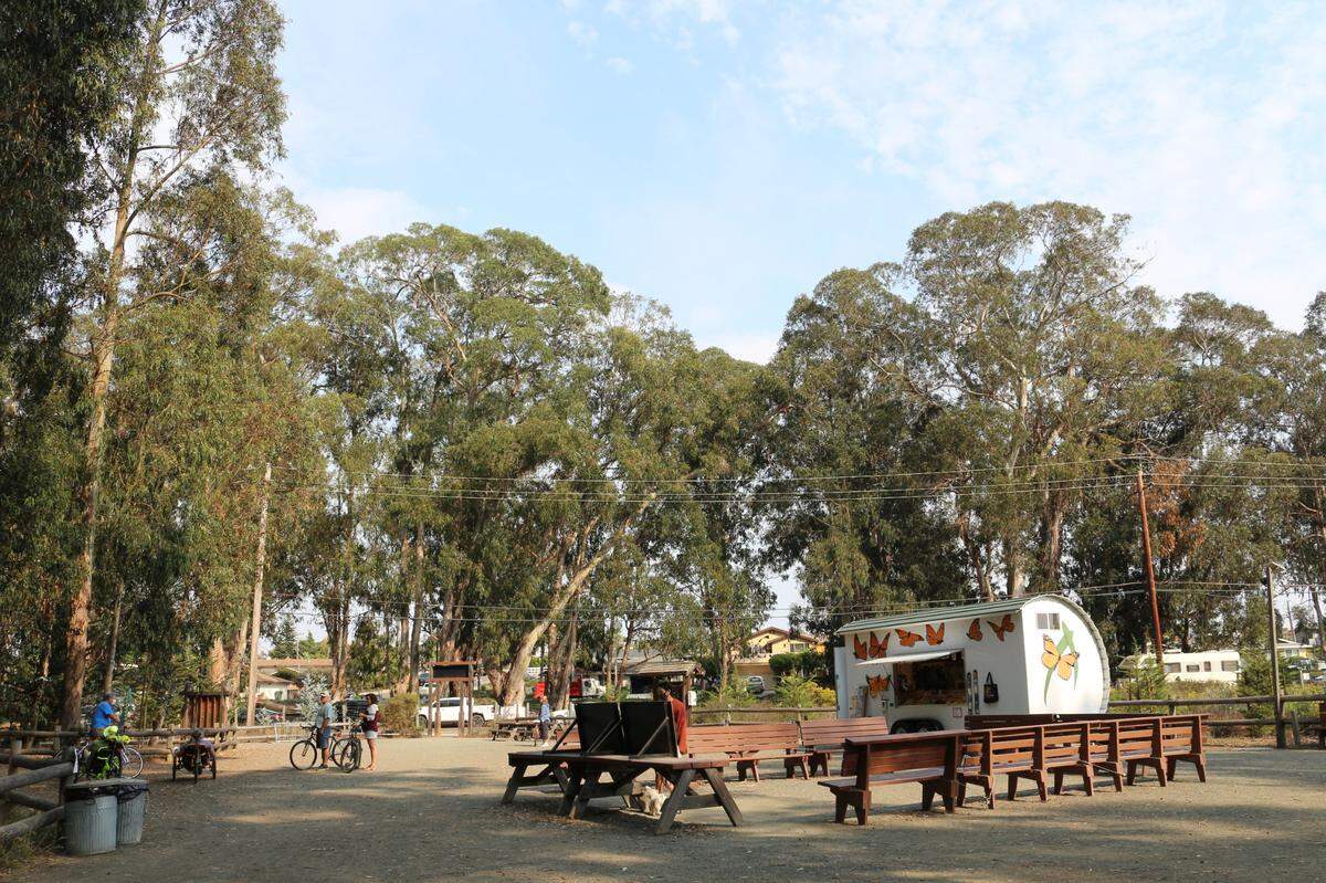 The large eucalyptus trees on city and private property can be seen from inside the Pismo Beach Monarch Butterfly Grove.