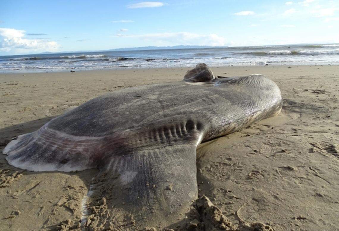 A hoodwinker sunfish was found stranded on a beach in Santa Barbara County on Feb. 19, 2019.
