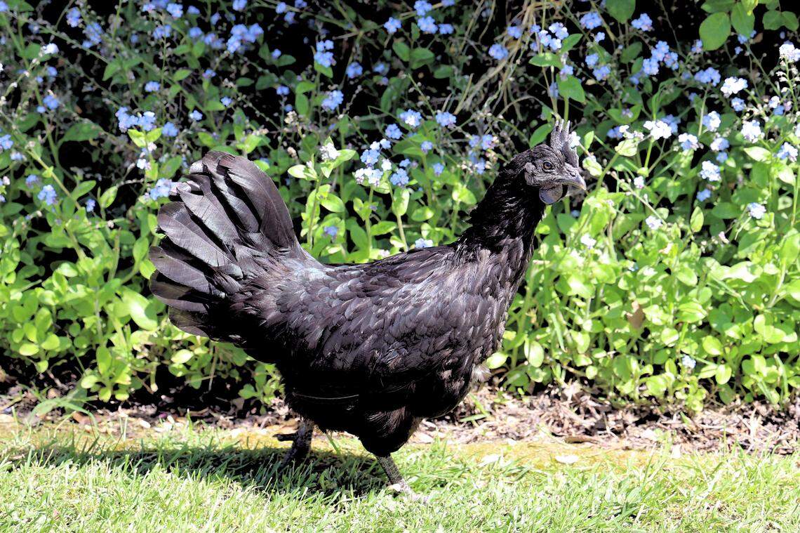 A uniquely-colored rooster walks in the Village of Arroyo Grande.