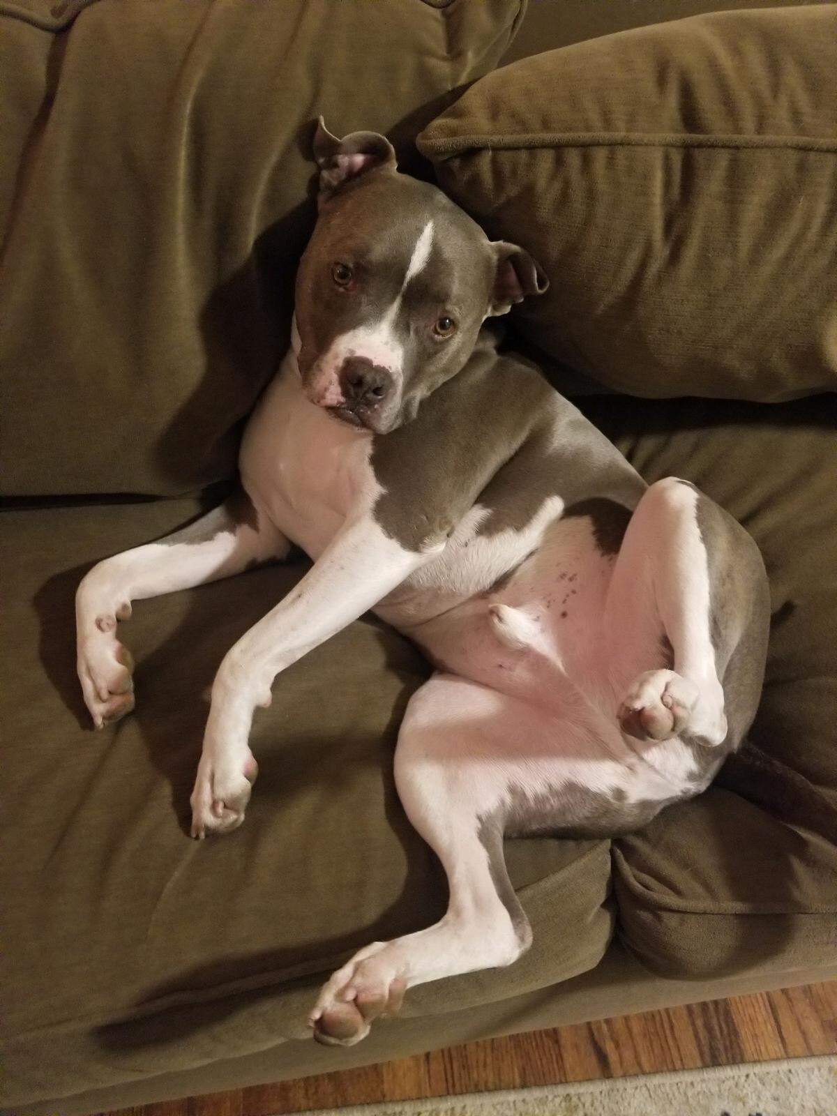 SLO residents Nick Regalia and Riley Manford’s dog Bubbers died after being shot by a San Luis Obispo police officer responding to a burglary report in September.