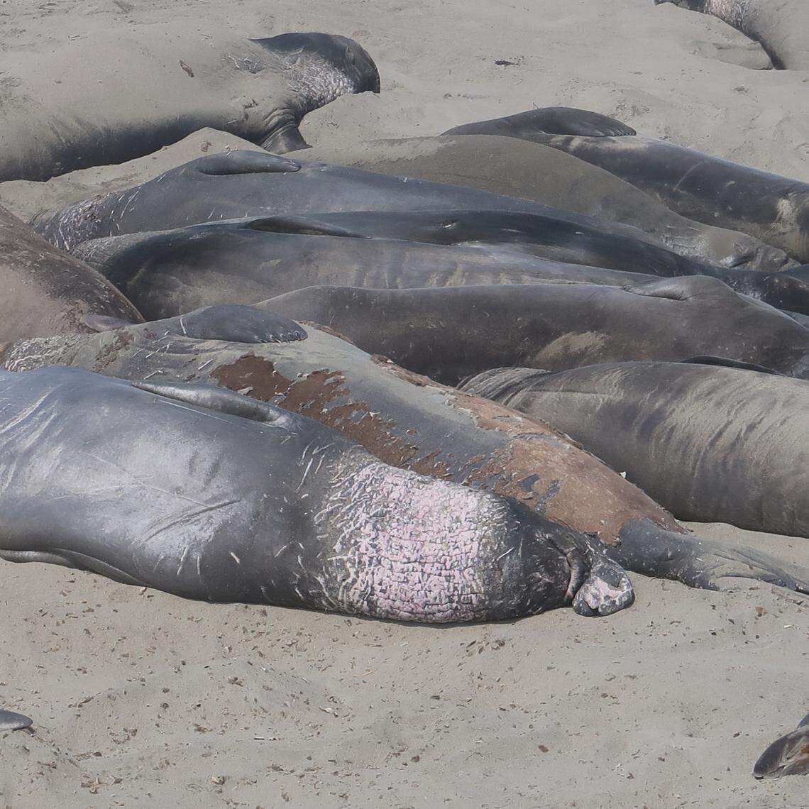 A mature bull elephant seal displays his large chest shield while next to another bull who is still molting his skin. The summer months are the only time bulls rest so peacefully together at the Piedras Blancas rookery north of San Simeon.