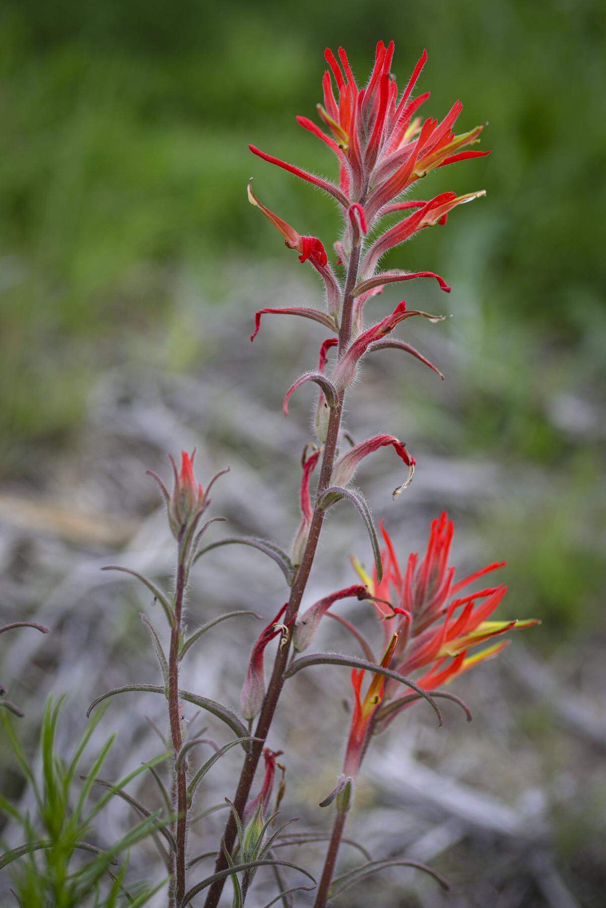 Wildflowers got an early but sporadic start in California Valley after a dry spell followed early winter rains.