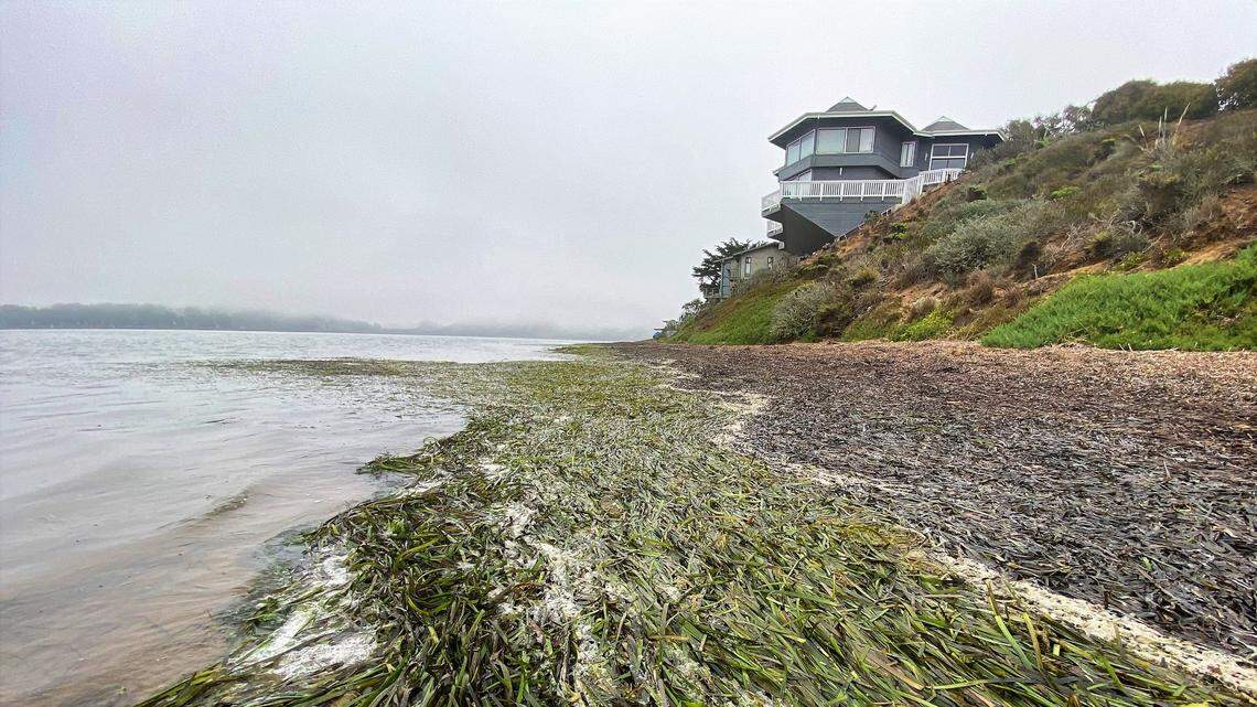 Eelgrass in Morro Bay estuary may be bouncing back. What’s causing recovery?