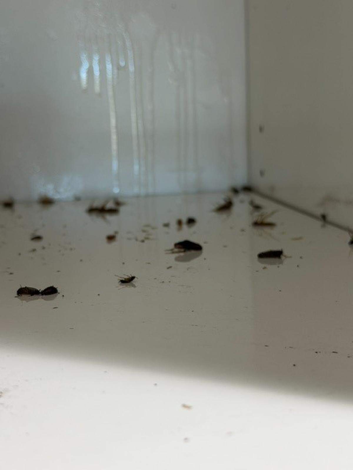 Arrive apartment complex resident Diana Suhovich has been living with a cockroach infestation at her Paso Robles home, shown here in a submitted photo. Suhovich alleges that Arrive’s management didn’t do enough to eliminate the infestation.