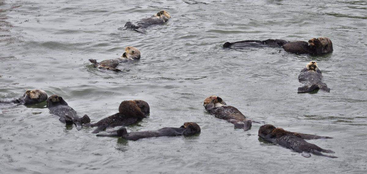 PG&E meteorologist snapped this picture of sea otters floating in the rain on Wednesday, Jan. 27, 2020.
