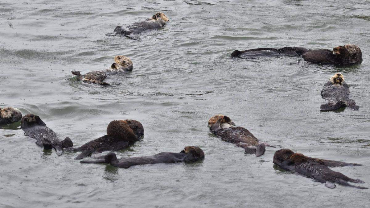 PG&E meteorologist snapped this picture of sea otters floating in the rain on Wednesday, Jan. 27, 2020.