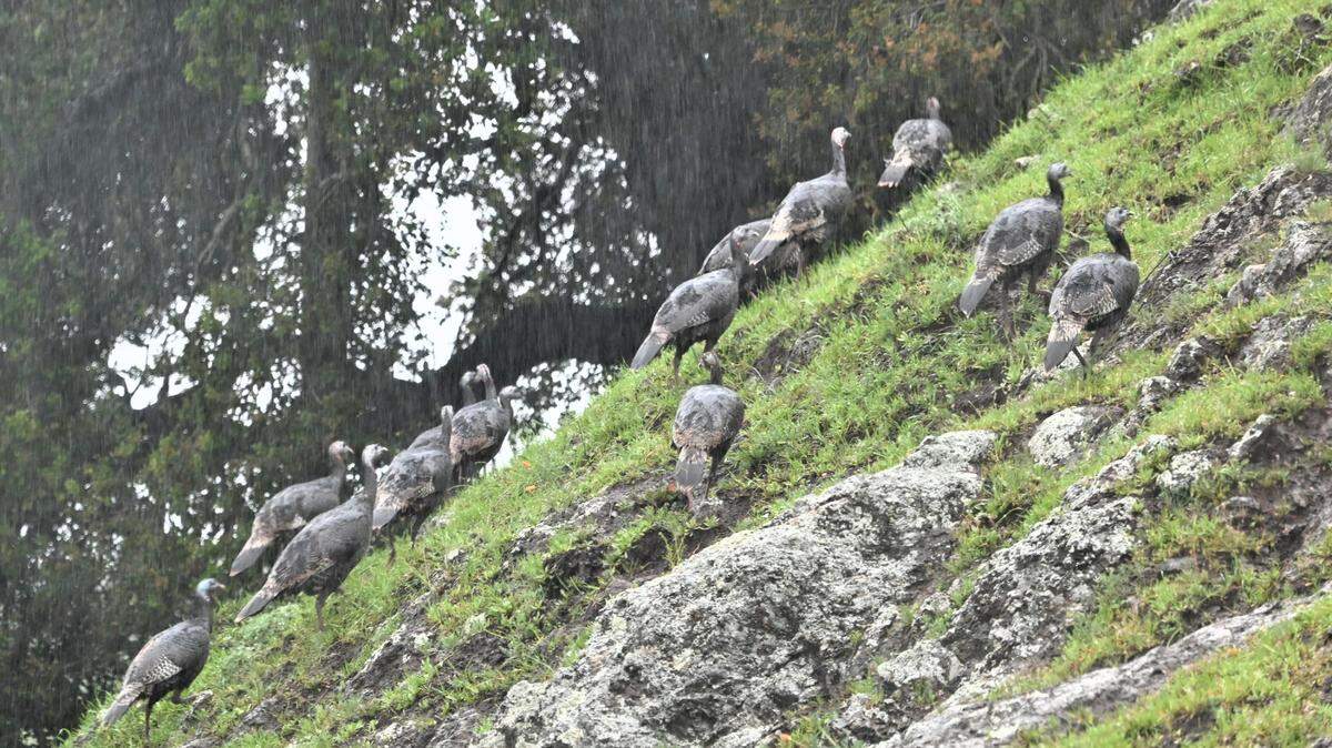 Turkeys roaming in the rain near Whale Rock Reservoir.