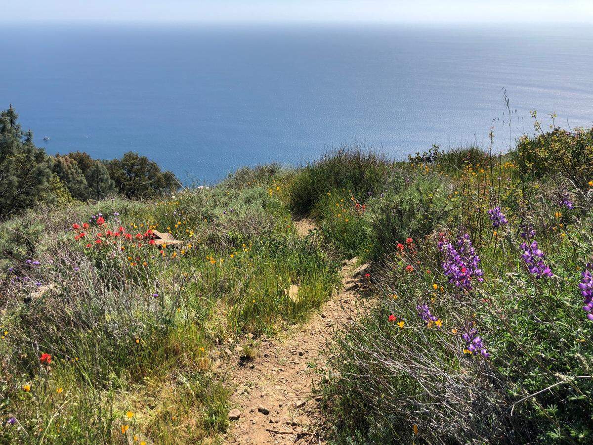 Tribune reporter Mackenzie Shuman captured this photo of wildflowers while hiking on April 3 near Salmon Creek Falls in Big Sur.