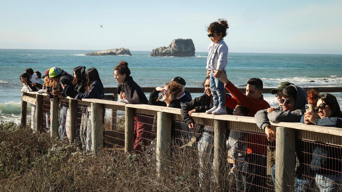The Piedras Blancas Elephant Seal Vista Point was crowded with viewers on Dec. 30, 2024, all hoping to catch a glimpse of elephant seal pups born at the beach.