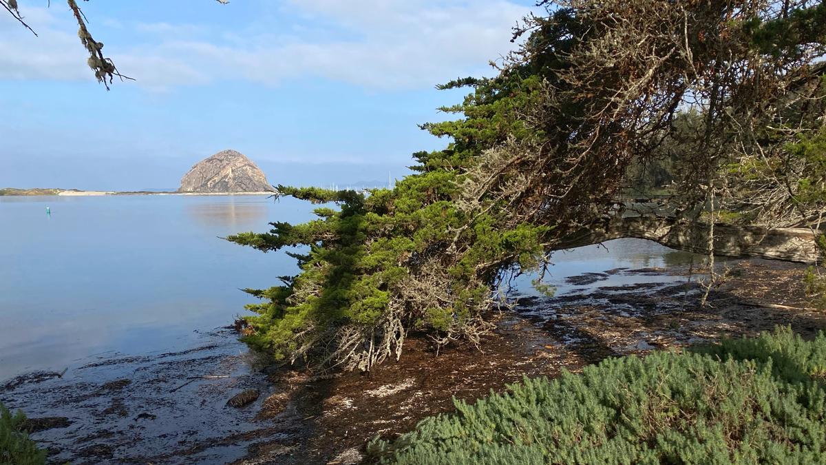 This photo was taken minutes before peak high tide of 5.7 feet at 9:43 a.m. on Dec. 4 near the Morro Bay Natural History Museum.