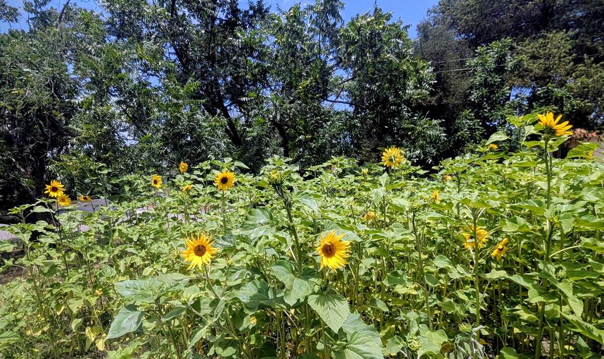 Sunflowers stretch across the city-owned parcel in Atascadero in early July, creating a colorful landmark for neighbors and passing motorists.