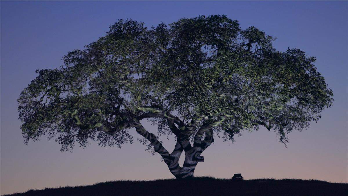 Sensorio unveiled new, limited-time exhibit “Radiant Roots” designed by Central Coast artist Bjorn Schaller. The exhibit features a large oak tree illuminated by light, color and movement.