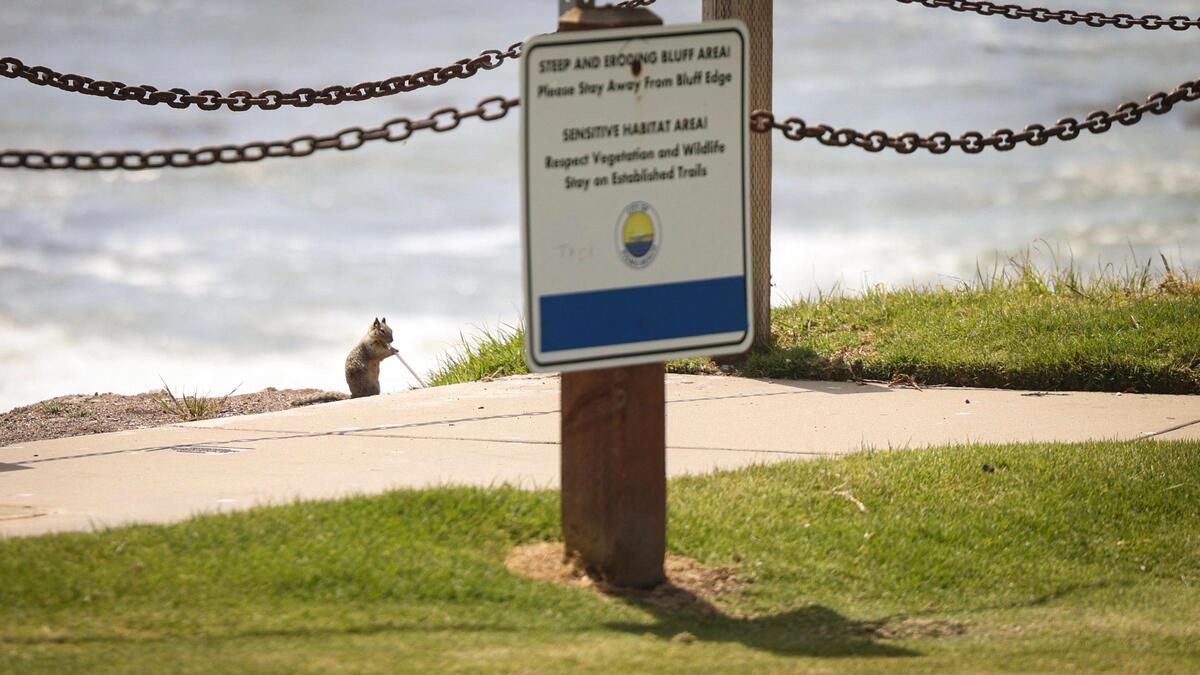 A ground squirrel eats grass at Eldwayen Ocean Park in Shell Beach on May 5, 2025. Ground squirrels’ burrowing is contributing to erosion issues along the bluffs.