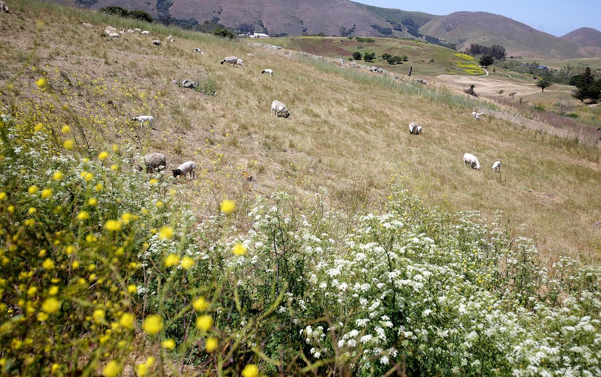 Nightsky camps will build 45 eco-tents on the Dairy Creek Golf Course by spring of 2026, repurposing nine unused holes for a sustainable, luxury getaway. From the tent’s large porch, guests can watch sheep grazing along with a nice view of the San Luis Obispo hills.