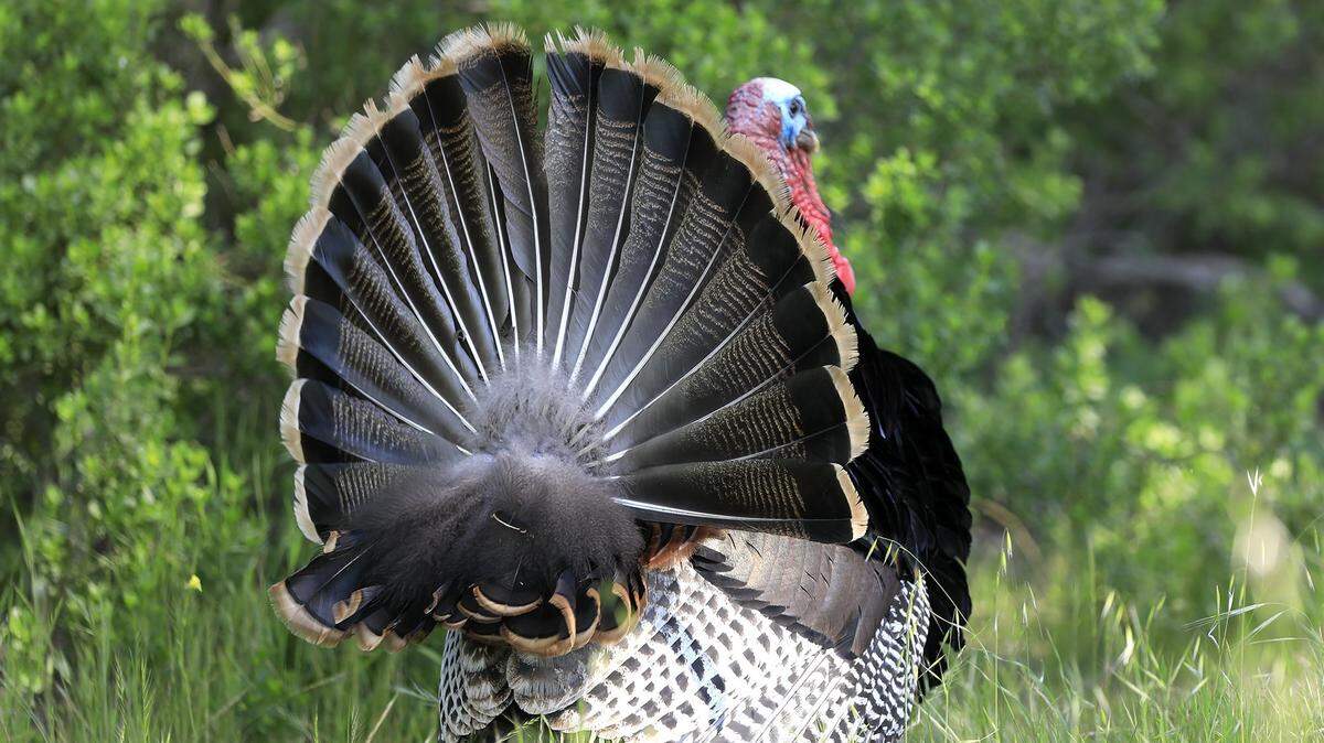 It’s mating season for wild turkeys in San Luis Obispo County. This tom was in pursuit of a couple of females at Camp SLO near Cuesta College in April 2017, strutting around with his tail feathers all fanned out.