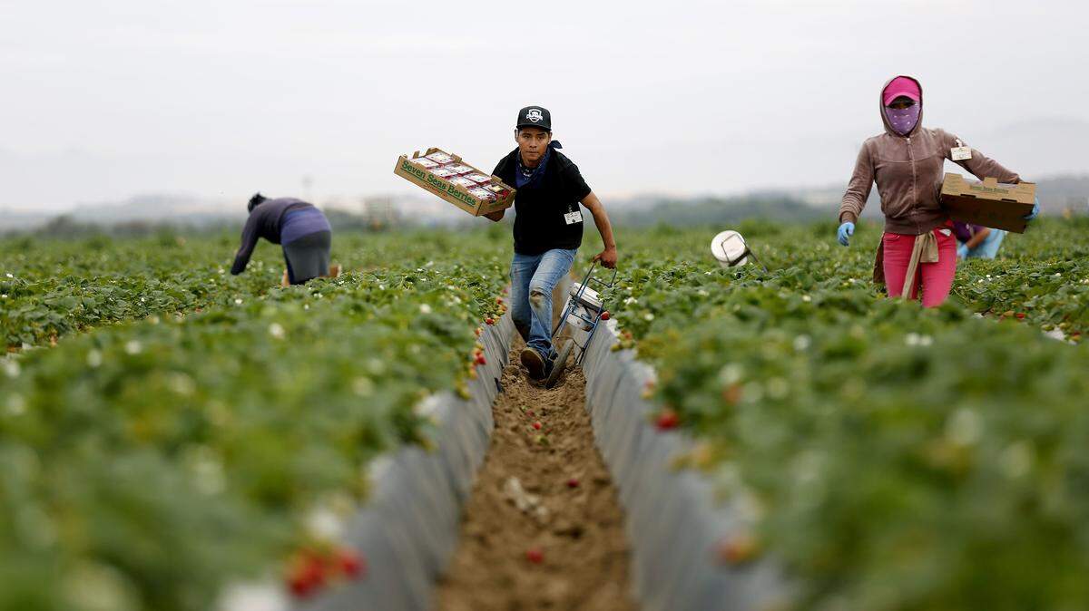 In this file photo, Jose Gonzalez of Oaxaca, Mexico, picks strawberries in Guadalupe, located just south of San Luis Obispo County.