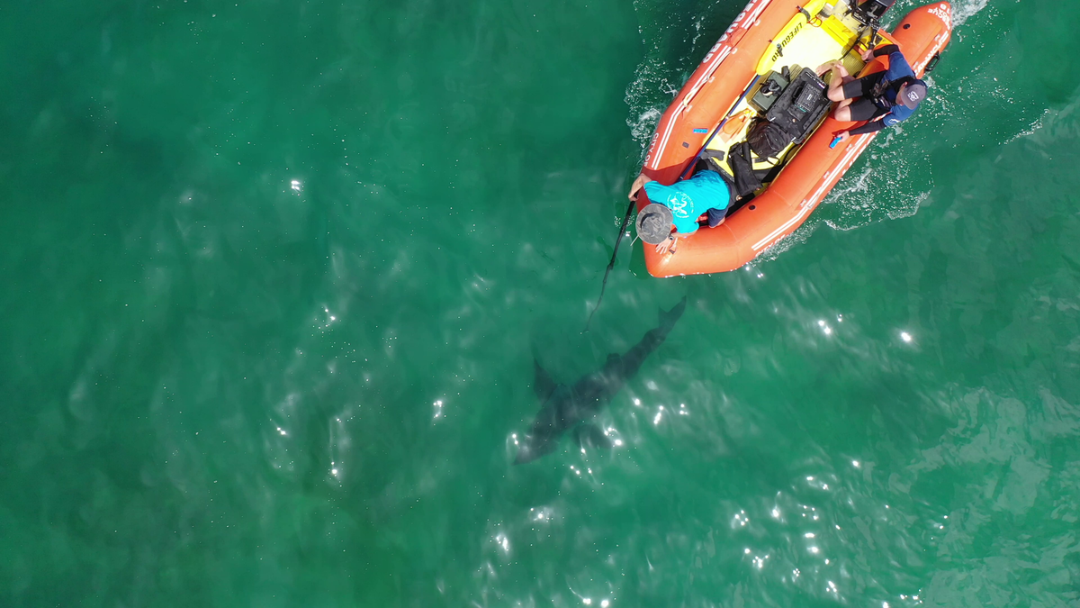 Cal State Long Beach Shark Lab researchers tag a shark.