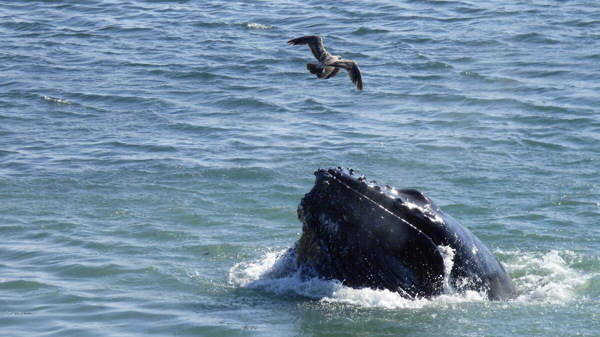 A humpback whale breaches in San Simeon Cove as seen from one of Cubby Cashen’s kayaks.