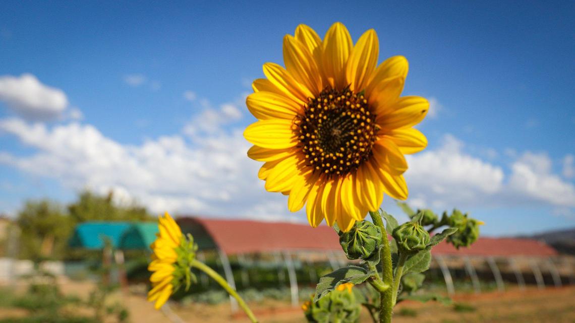 Water levels in wells around the Cuyama Valley have been falling for years but the water intensive carrot crop dominates plantings at the Eastern corner of Santa Barbara and San Luis Obispo counties. Scenes from June 22, 2022.