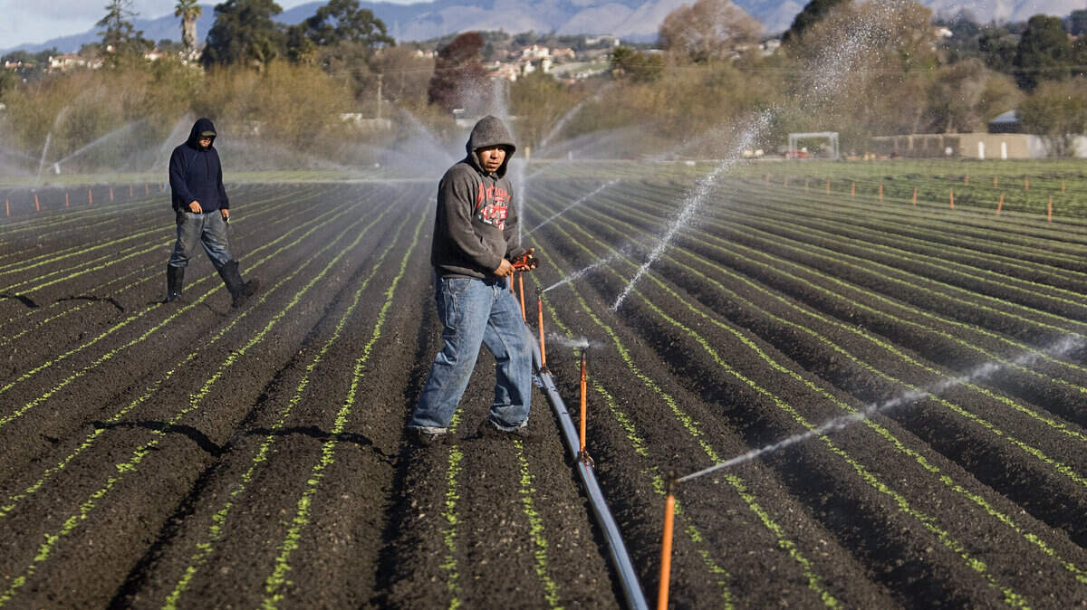 Santiago Perez, center, and Ernesto Camacho check the sprinkler heads in a field of newly planted Chinese Napa cabbage at Tom Ikeda's farm near Arroyo Grande. Ikeda says he normally irrigates his fields about once every two weeks this time of year, but he's now watering at least once a week because of the drought.