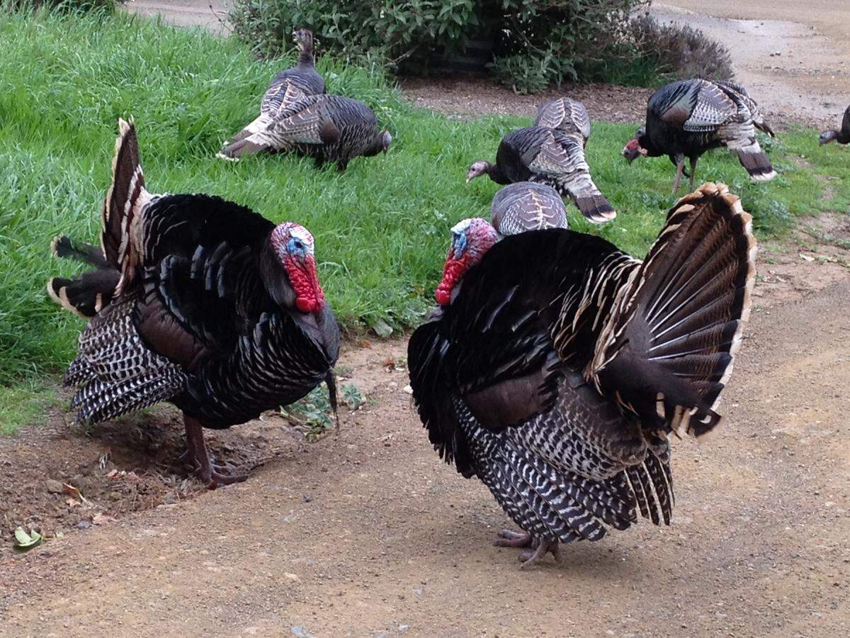Wild turkeys in Cambria, California.