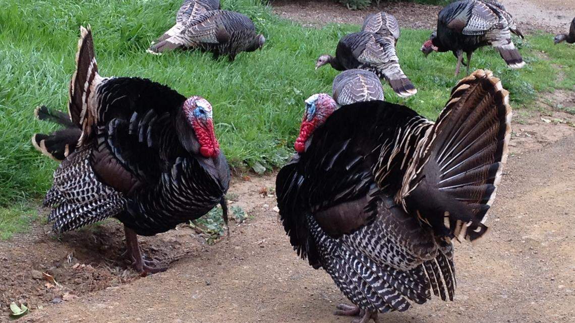 Is it just me, or there more turkeys trotting around Cambria these days?