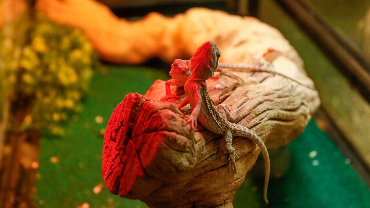 Lizards sun themselves at BK's Reptiles and Zoo on Friday, June 12, 2026. BK's opened in Grover Beach in May, carrying reptile products and offering zoo tours.
