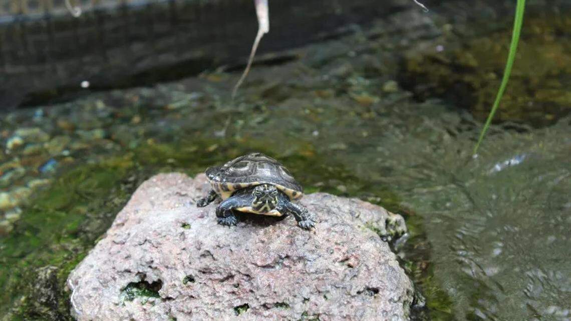 The staff of Hook & Press Donuts in Santa Barbara look after Leo the turtle every day and consider him the shop’s unofficial mascot.