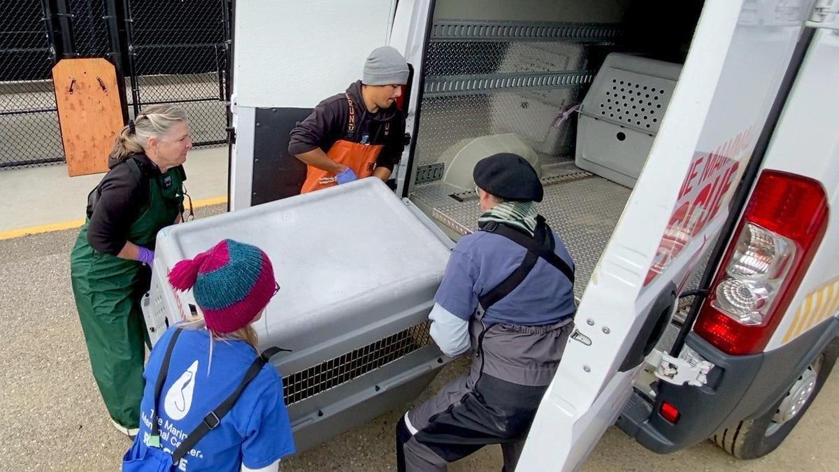 Northern elephant seal pup at the Marine Mammal Center in Morro Bay March 11, 2024 is transferred to specialized care at the center’s hospital in Sausalito.