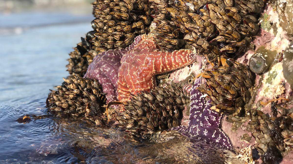 Ochre sea stars on a rock in Cayucos.