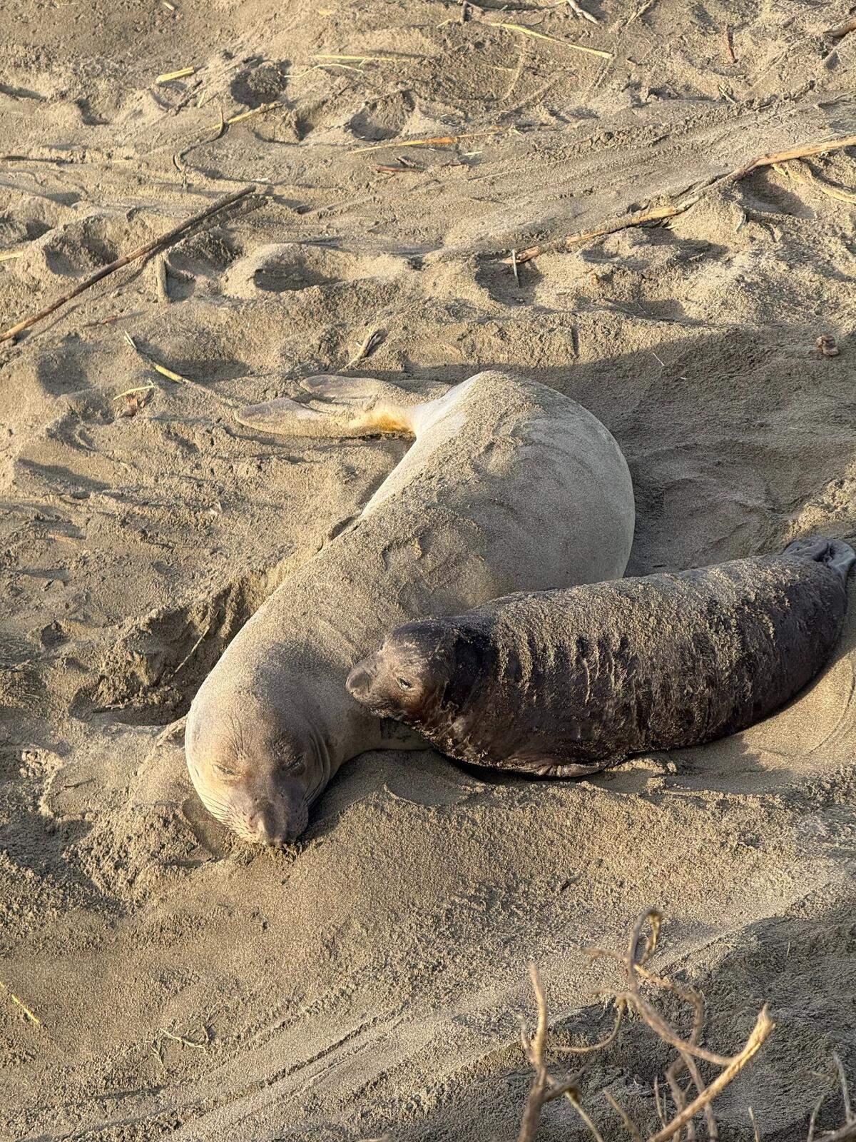 This elephant seal pup, ready to be weaned, and his mother remain close at the Piedras Blancas rookery.