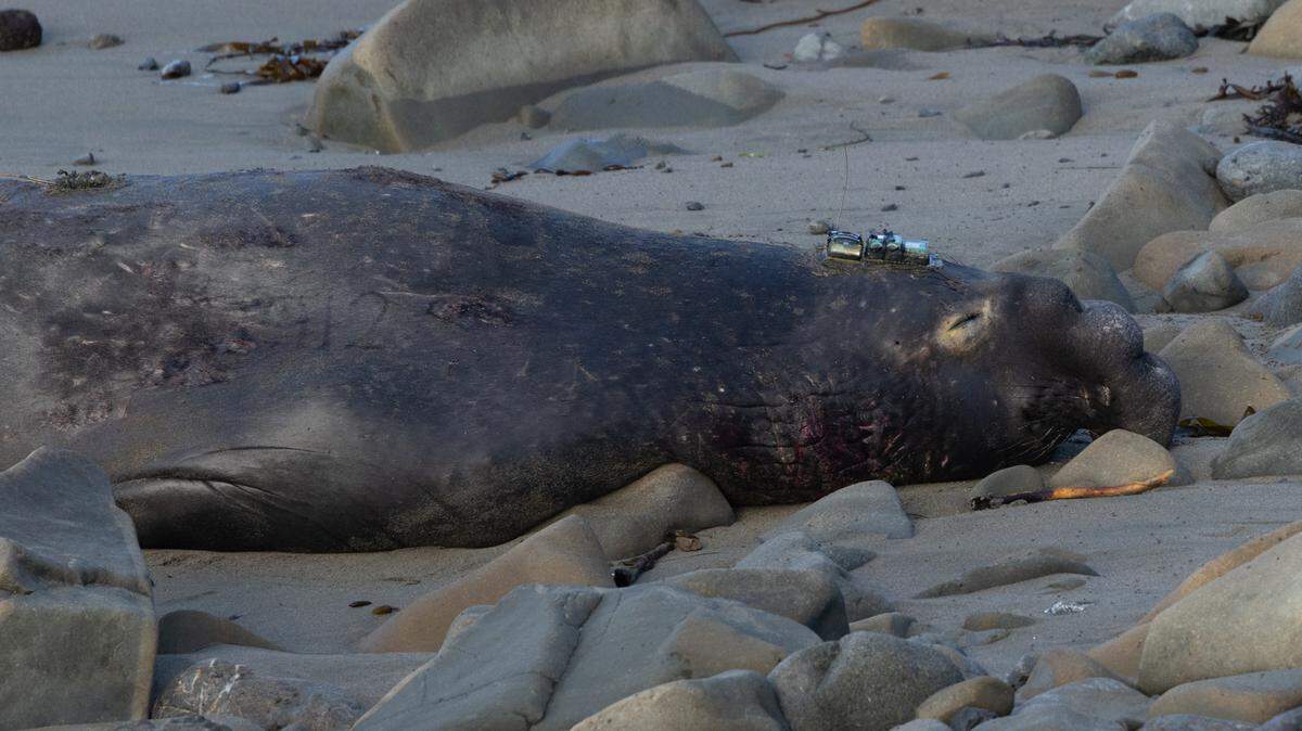 Elephant seal J912 rests on the beach, unaware of the intense interest his presence and the tracking device he wears generated with his appearance in San Luis Obispo County in February 2026.