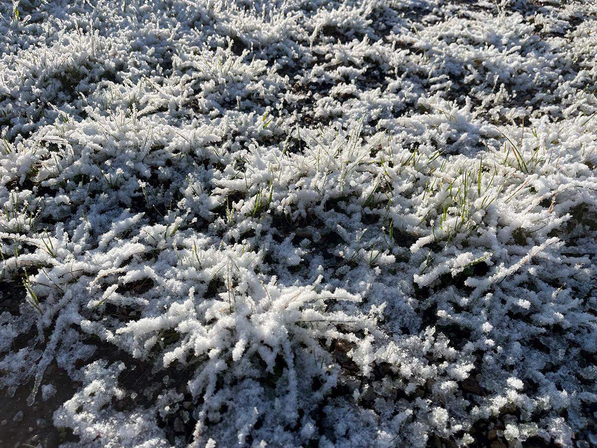 Snow coats branches in west Paso Robles on Thursday, Feb. 23, 2023.