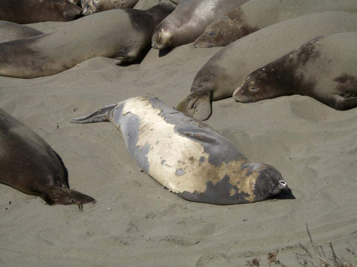 This young female elephant seal has molted most of her skin, leaving only her light, counter-shaded belly, to peel off at Piedras Blancas.