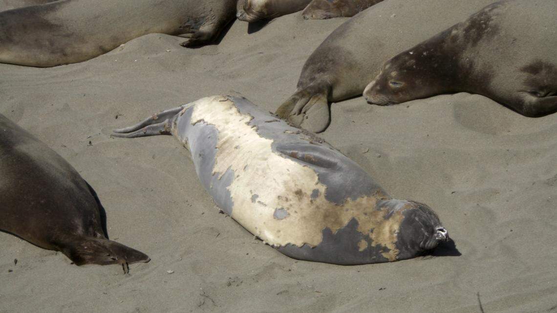 What’s up with the ragged-looking elephant seals at SLO County beach?