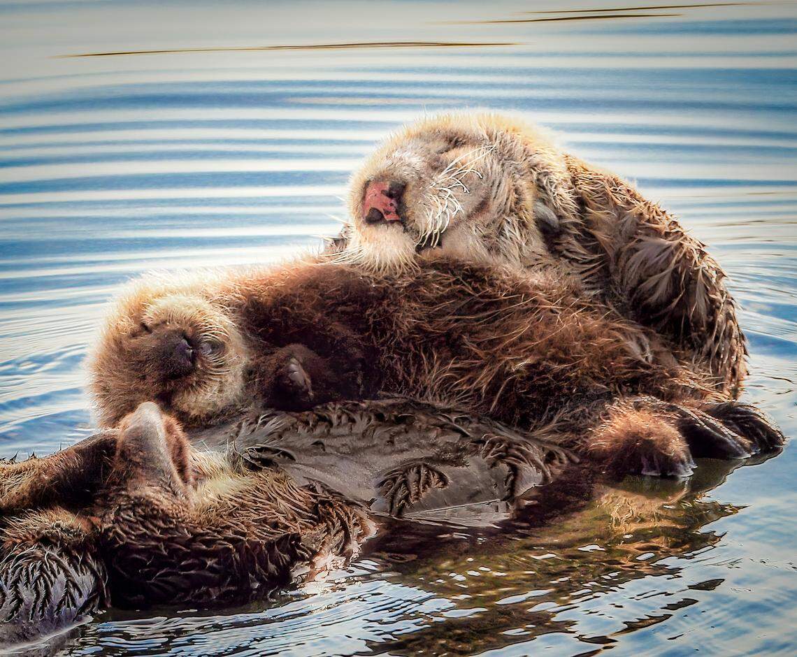 A sea otter pup cuddles with its mother while floating on the calm waters of Morro Bay near the South “T” Pier.