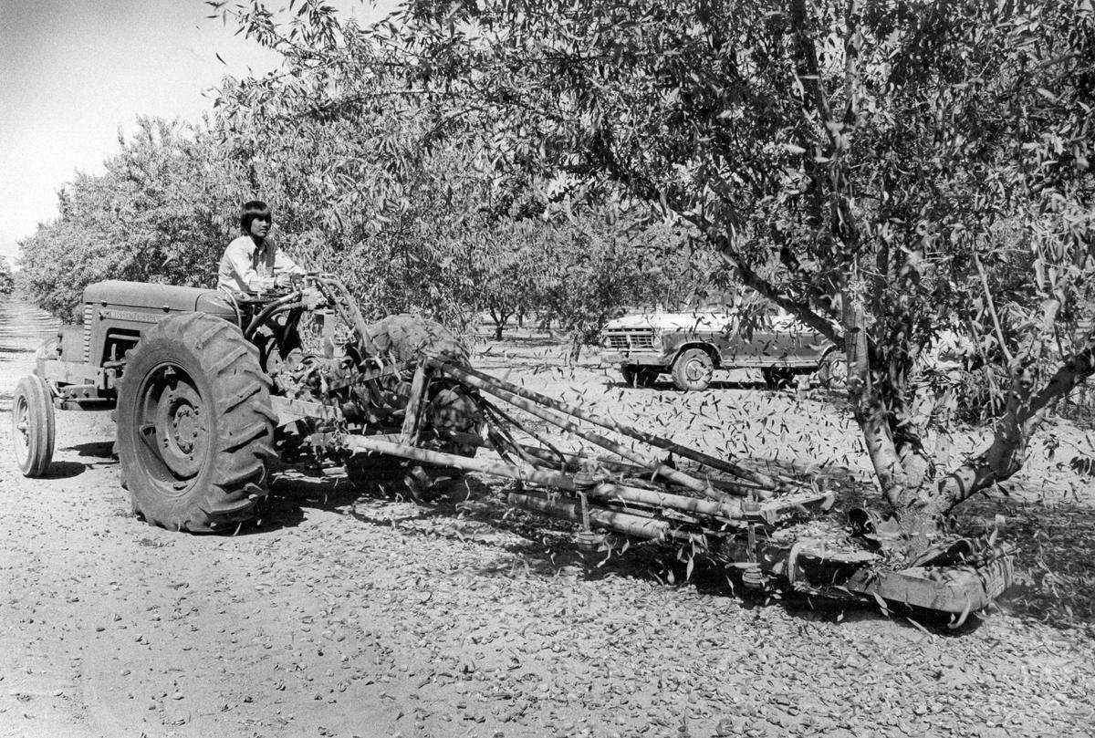 Almond leaves and nuts fall to ground as Fernando Tabin operates mechanical tree shaker. ©The Tribune/ Larry Jamison published 12-27-1974