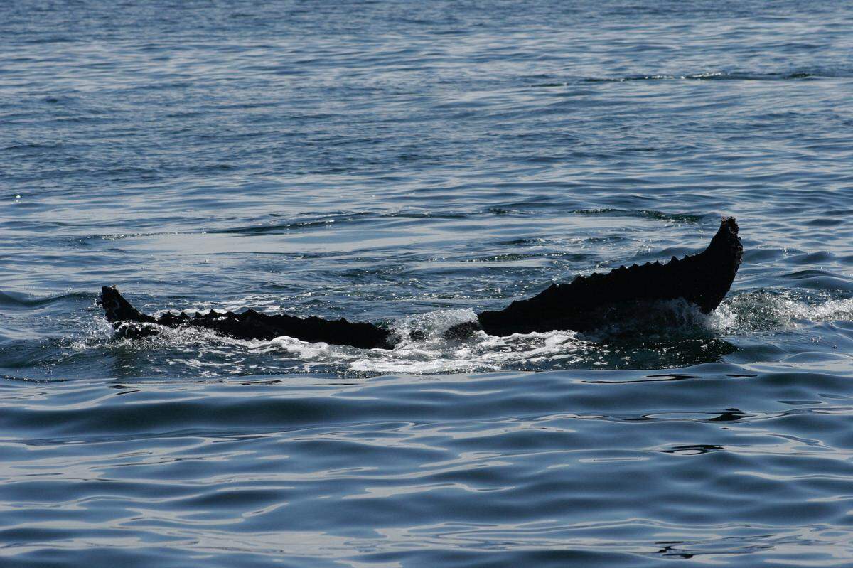 This photo of a whale was captured on a recent whale-watching boat tour out of Morro Bay, according to Kevin Winfield, owner and one of the captains at Sub Sea Tours, Kayaks and Morro Bay Whale Watching.