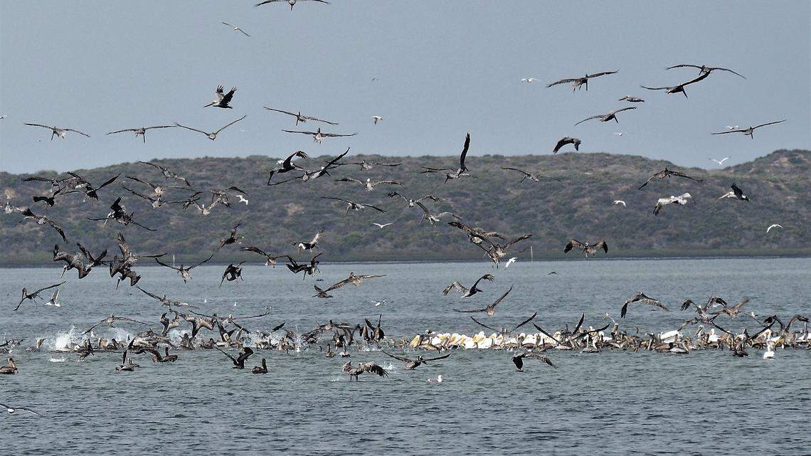 The ocean in SLO is so cold it’s like ‘hundreds of needles’ on your skin. Here’s why
